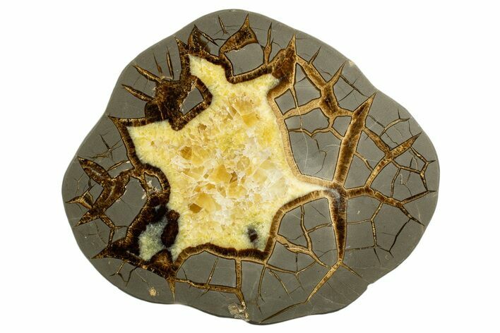 Polished Septarian Slab - Utah #338242